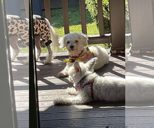Rose in Pittsburgh - Female Bichon Frise Dog for Adoption - Photo #3