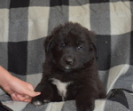 Small #4 Great Pyrenees-Newfoundland Mix