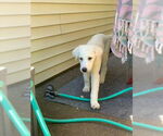 Small #13 Great Pyrenees