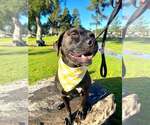 Small #1 Labrador Retriever Mix