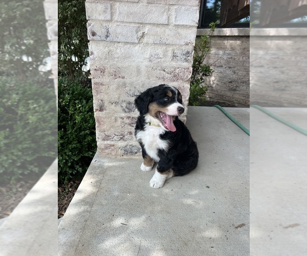 Medium Photo #39 Bernedoodle Puppy For Sale in MARTINSVILLE, IN, USA