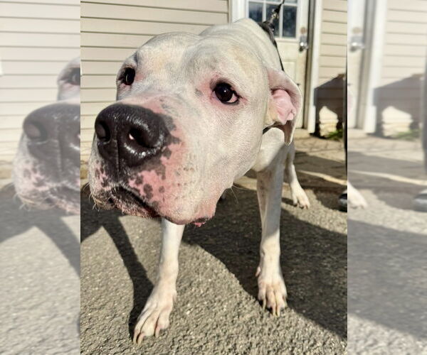 Medium Photo #2 American Pit Bull Terrier-Argentinian Mastiff Mix Puppy For Sale in Brewster, NY, USA