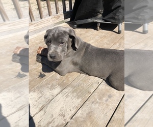 Cane Corso Puppy for sale in NEWPORT, NC, USA