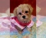 Puppy Snowflake Yorkshire Terrier