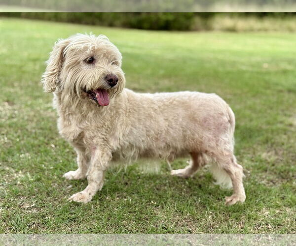 Medium Photo #2 Poodle (Miniature)-Unknown Mix Puppy For Sale in PIPE CREEK, TX, USA