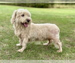 Small #1 Poodle (Miniature) Mix