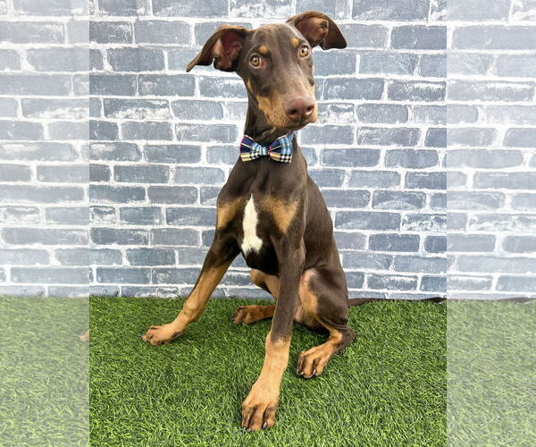 Medium Photo #2 Doberman Pinscher-Unknown Mix Puppy For Sale in Corona, CA, USA