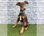 Small #1 Doberman Pinscher Mix