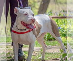 Small #12 American Staffordshire Terrier-Boxer Mix