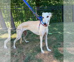 Small #2 Greyhound