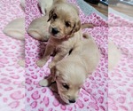 Small Photo #2 Golden Retriever Puppy For Sale in AIKEN, SC, USA