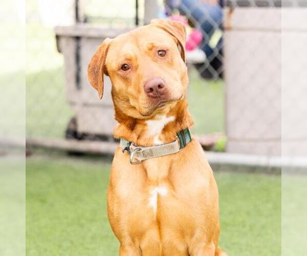 Medium Photo #2 Mutt Puppy For Sale in Camarillo, CA, USA