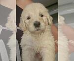 Small Photo #15 Goldendoodle Puppy For Sale in ATHENS, TN, USA
