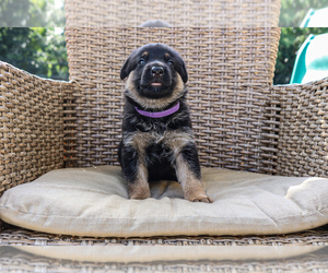 German Shepherd Dog Dog for Adoption in PALM BEACH GARDENS, Florida USA