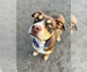 Mutt Dog for Adoption in Elmsford, New York USA