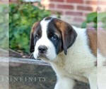 Small #1 Saint Bernard