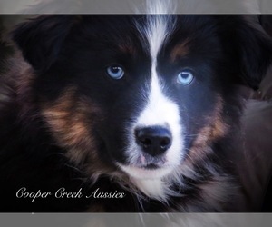 Miniature Australian Shepherd Puppy for sale in SMITHVILLE, AR, USA