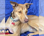 Small #5 Greyhound-Labrador Retriever Mix