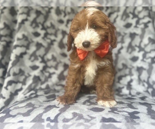 Medium Photo #7 Cavapoo Puppy For Sale in LAKELAND, FL, USA