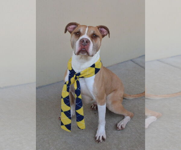 Medium Photo #2 Mutt Puppy For Sale in McKinney, TX, USA