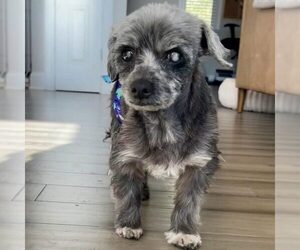 Poodle (Miniature)-Unknown Mix Dogs for adoption in Spring Lake, NC, USA