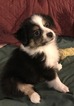 Small Photo #1 Miniature Australian Shepherd Puppy For Sale in STONEHAM, ME, USA