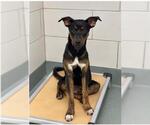 Small Photo #2 German Shepherd Dog-Unknown Mix Puppy For Sale in Baytown, TX, USA