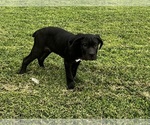 Puppy Puppy 1 Cane Corso