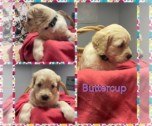 Goldendoodle Puppy for sale in MILLEDGEVILLE, GA, USA