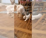 Small Photo #47 Aussiedoodle Puppy For Sale in ASHEVILLE, NC, USA