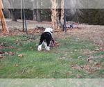 Small Photo #46 Old English Sheepdog Puppy For Sale in MARIONVILLE, MO, USA