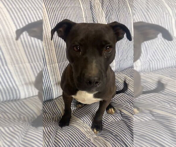 Medium Photo #3 Mutt Puppy For Sale in Ridgefield, CT, USA
