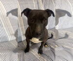 Small #2 Mutt