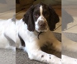 Small Photo #1 English Springer Spaniel Puppy For Sale in MONTOURSVILLE, PA, USA