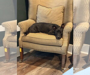 Nyx - Female Labrador Retriever-Unknown Mix Dog for Adoption - Photo #2