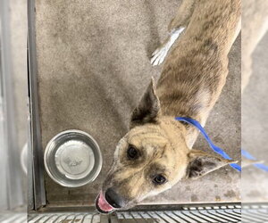 German Shepherd Dog-Unknown Mix Dogs for adoption in San Bernardino, CA, USA