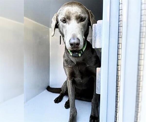 Medium Photo #2 Unknown-Weimaraner Mix Puppy For Sale in Houston, TX, USA