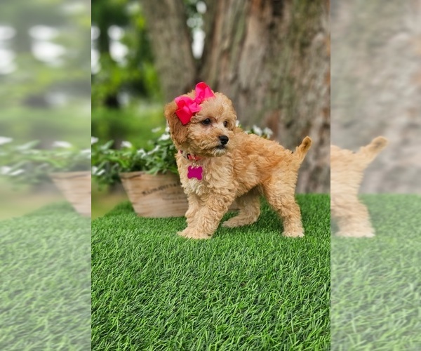 Medium Photo #4 Goldendoodle-Poodle (Miniature) Mix Puppy For Sale in INDIANAPOLIS, IN, USA
