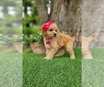 Small #3 Goldendoodle-Poodle (Miniature) Mix