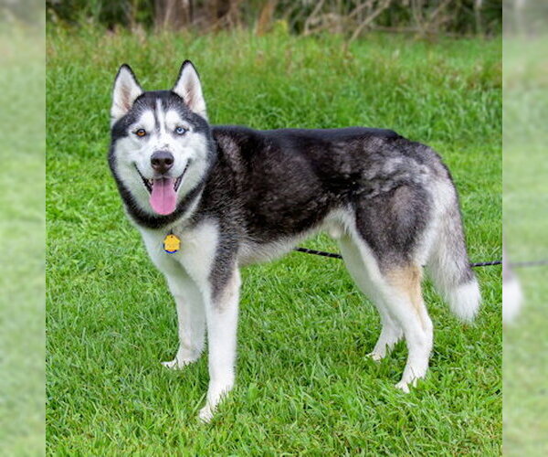 Medium Photo #2 Siberian Husky Puppy For Sale in Omaha, NE, USA