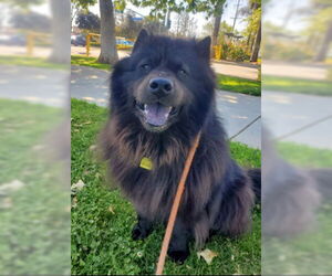 Smokey - Male Chow Chow Dog for Adoption - Photo #8