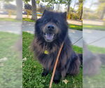 Small #7 Chow Chow