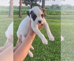 Puppy Puppy 8 American Bulldog