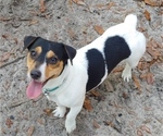 Small Photo #1 Jack Russell Terrier Puppy For Sale in LIVE OAK, FL, USA