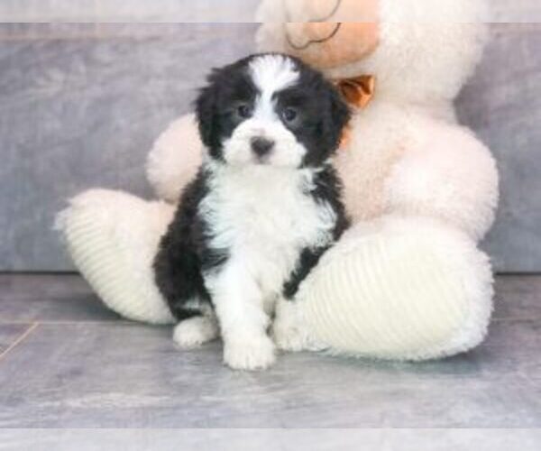 Medium Photo #1 Aussiedoodle Miniature  Puppy For Sale in AMITY, NC, USA