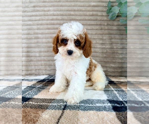 Medium Photo #2 Cavapoo (Miniature) Puppy For Sale in GREENFIELD, IN, USA