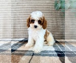 Small #1 Cavapoo (Miniature)