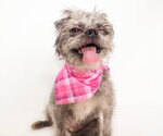 Small #3 Brussels Griffon Mix