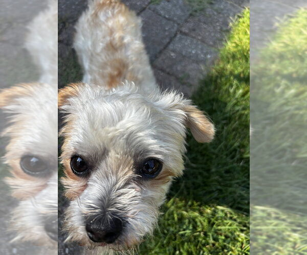 Medium Photo #7 Maltese-Unknown Mix Puppy For Sale in Oak Bluffs, MA, USA