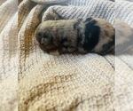 Small Photo #2 Miniature Australian Shepherd Puppy For Sale in TONASKET, WA, USA